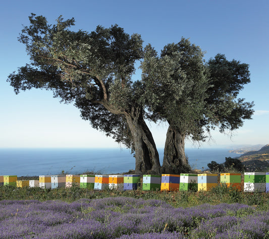 Sustentabilidade e Cosmética Natural